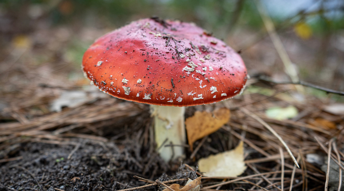 A red dome shaped mushroom with a white stem on the floor of a forest